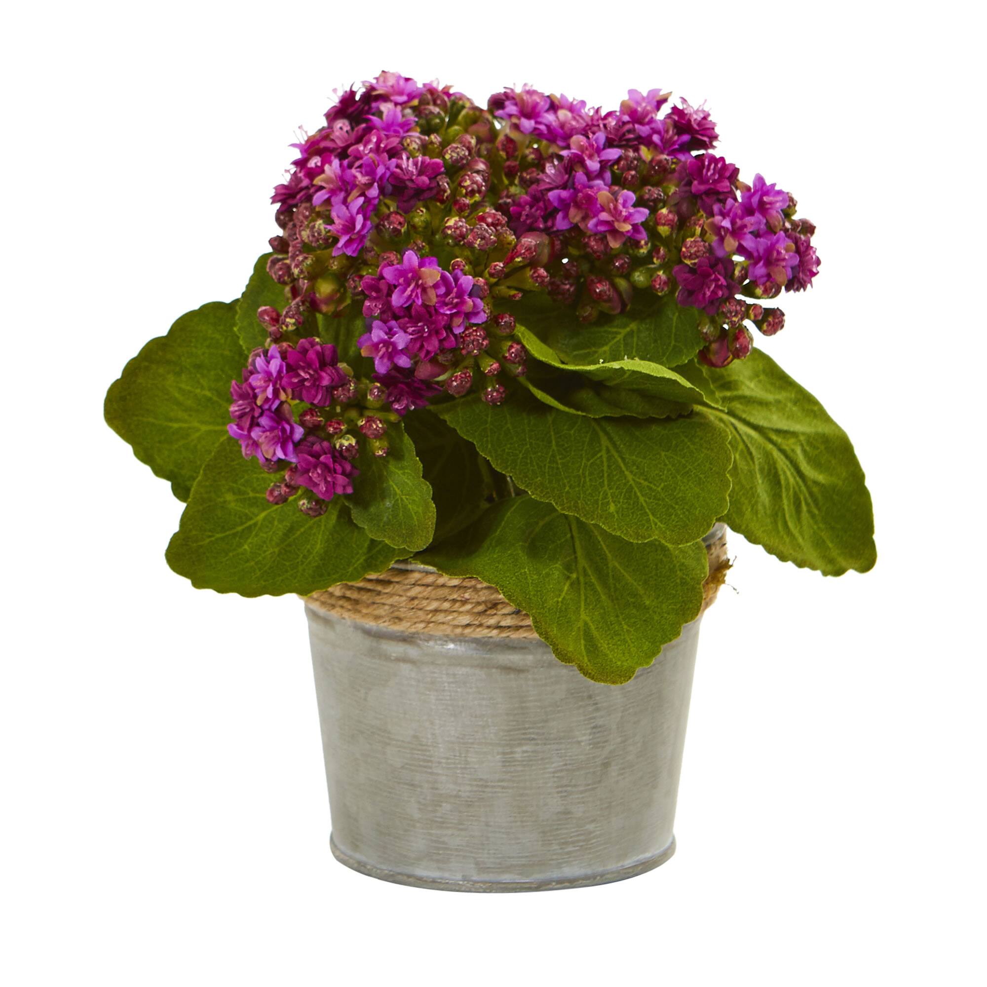 9" Kalanchoe Arrangement in Decorative Pot, 3ct.